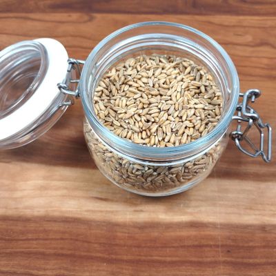 Grains d'épeautre
